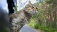 Что взять коту в поездку на машине