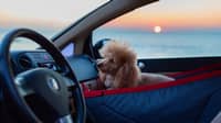 Статья Путешествие с питомцем по Сочи: аренда машины и pet-friendly локации