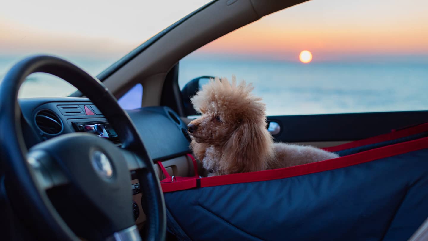 Путешествие с питомцем по Сочи: аренда машины и pet-friendly локации
