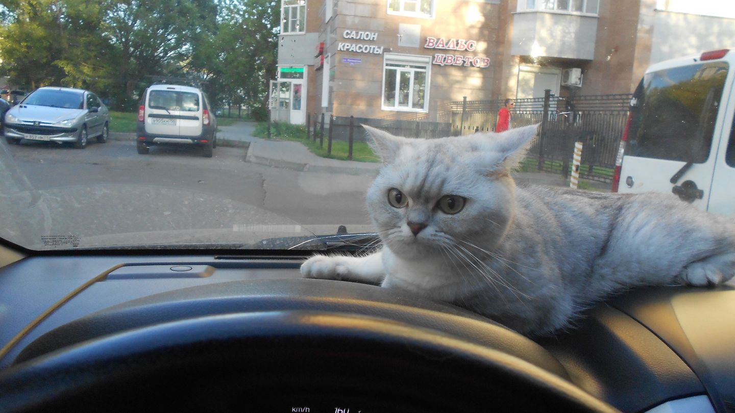 Как приучить кота к поездкам