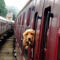Как перевозить собаку в поезде