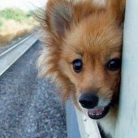 Перевозка животных в поезде