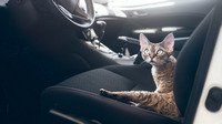 Как приучить кота к путешествиям на машине