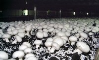 Промышленные теплицы для грибов – компания для производства и покупки