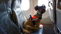 Utair разрешила перевозить в салоне самолёта до десяти животных